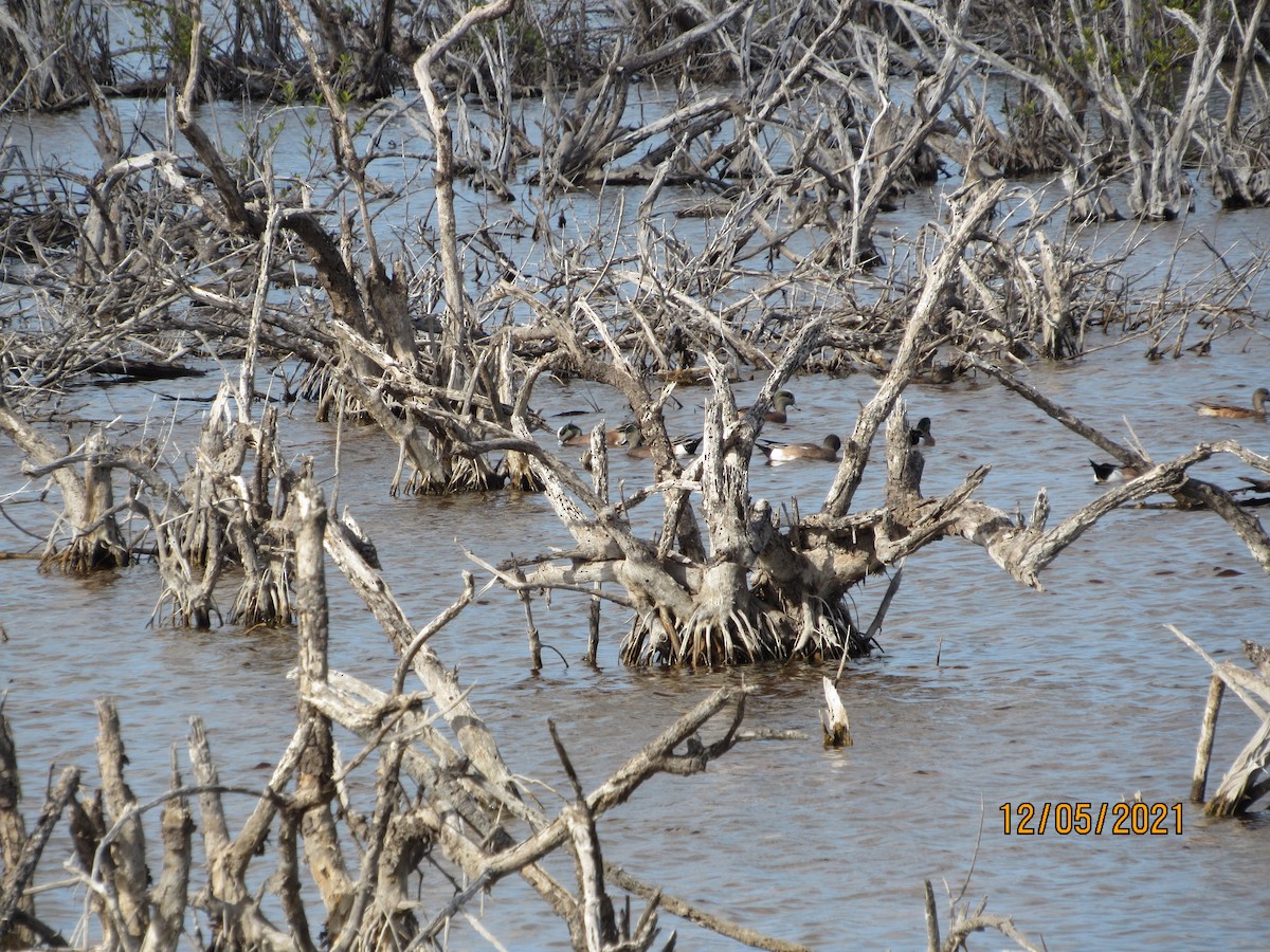 American Wigeon - ML393680781