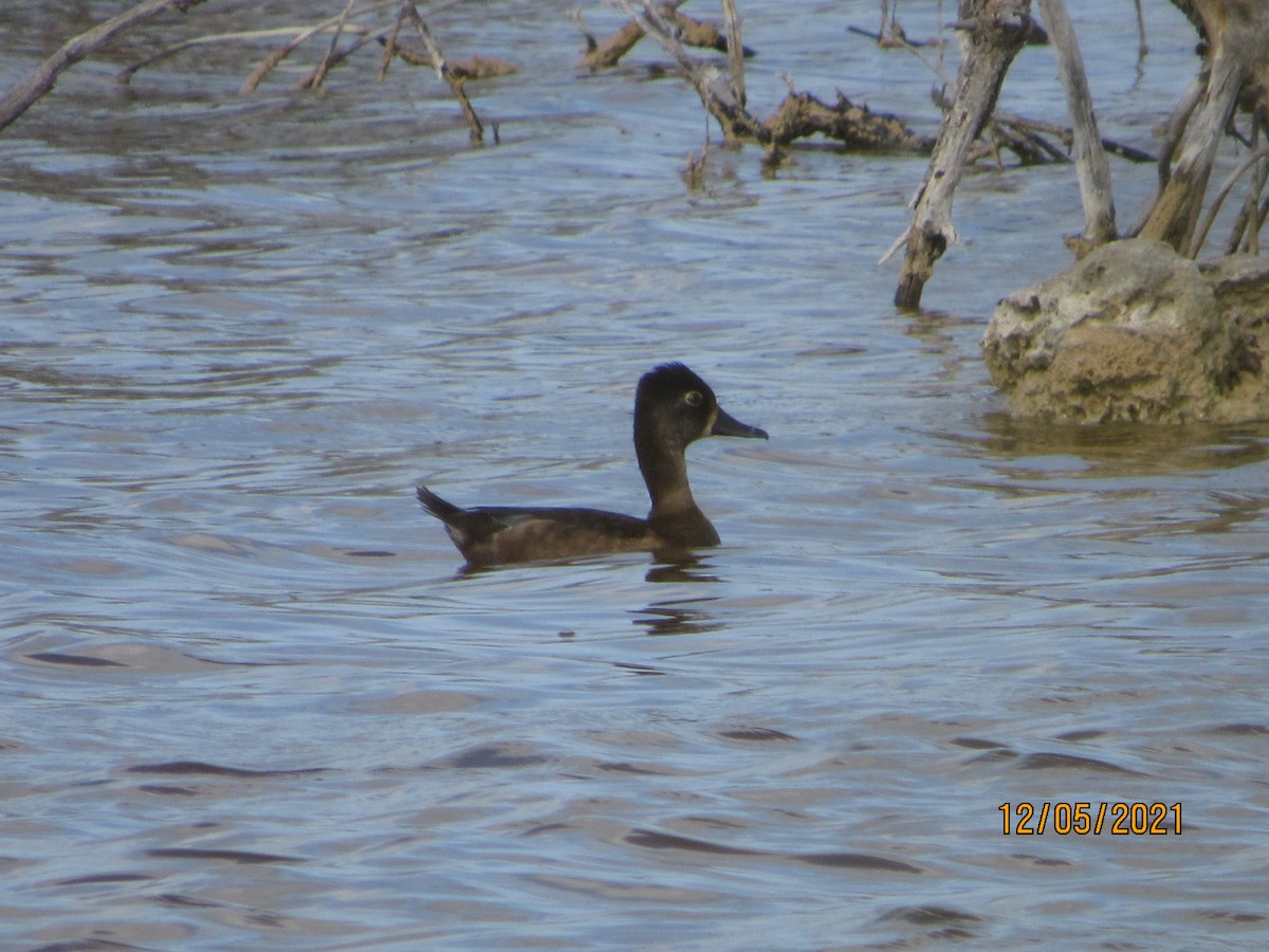 Ring-necked Duck - ML393680851