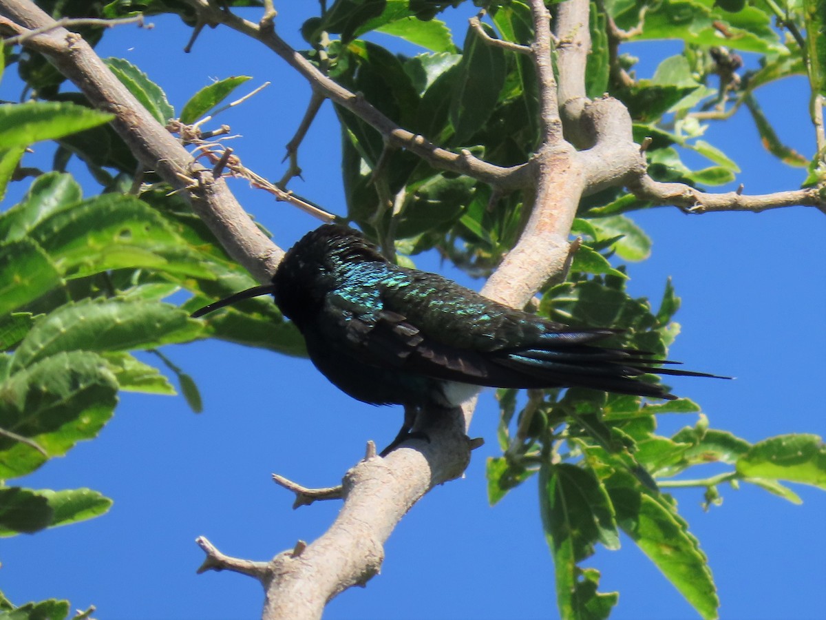 Blue-tufted Starthroat - ML393681351