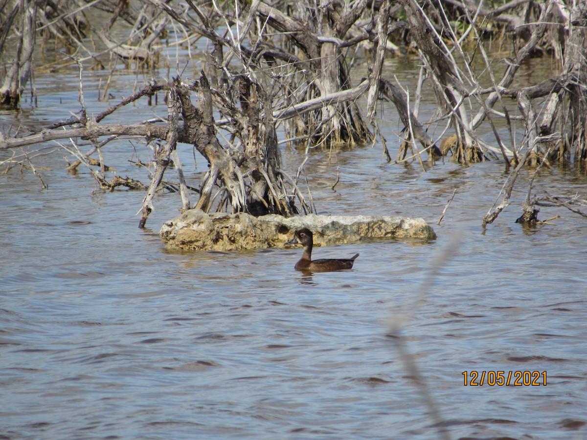 Ring-necked Duck - Vivian F. Moultrie