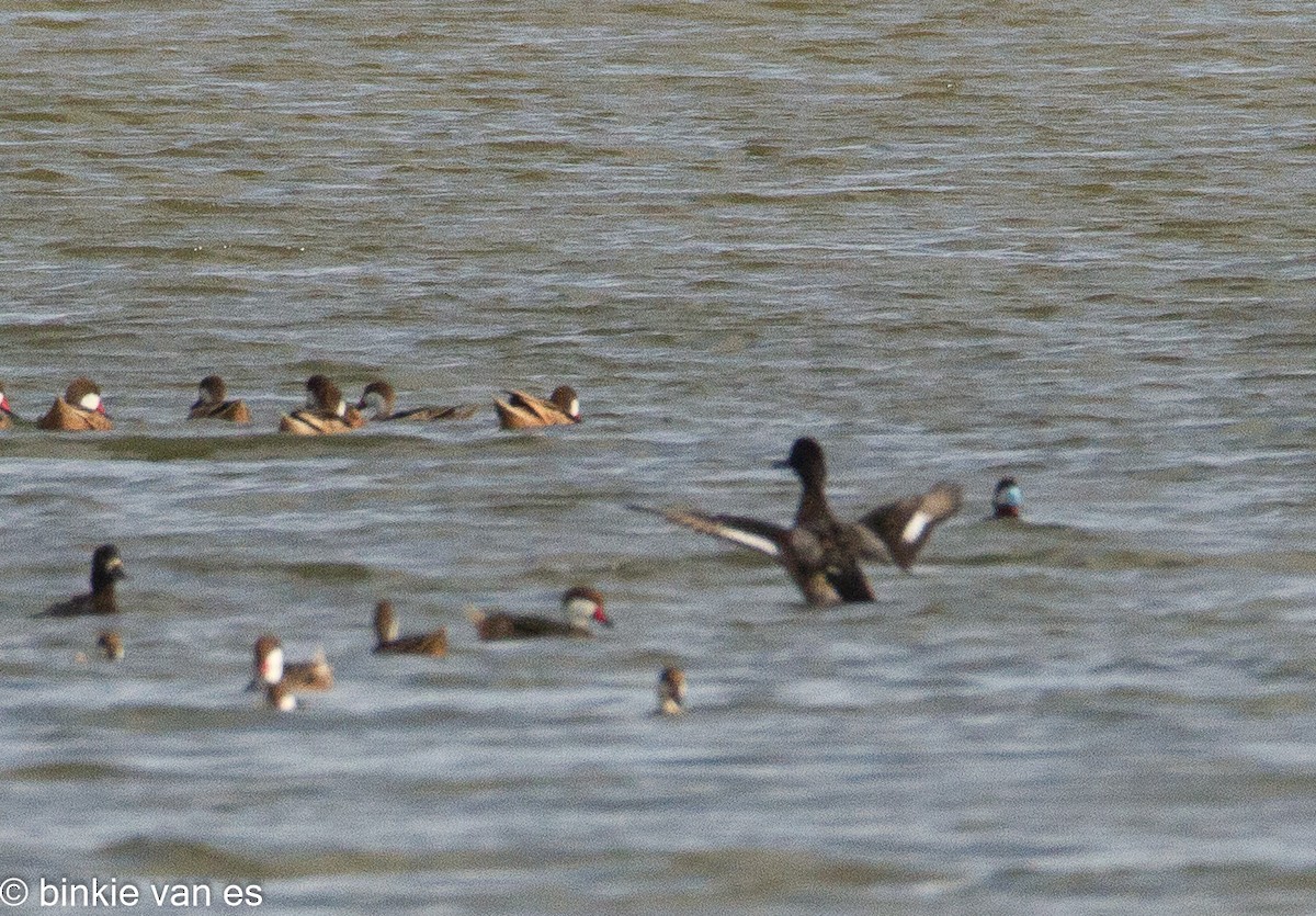 Lesser Scaup - ML393681881