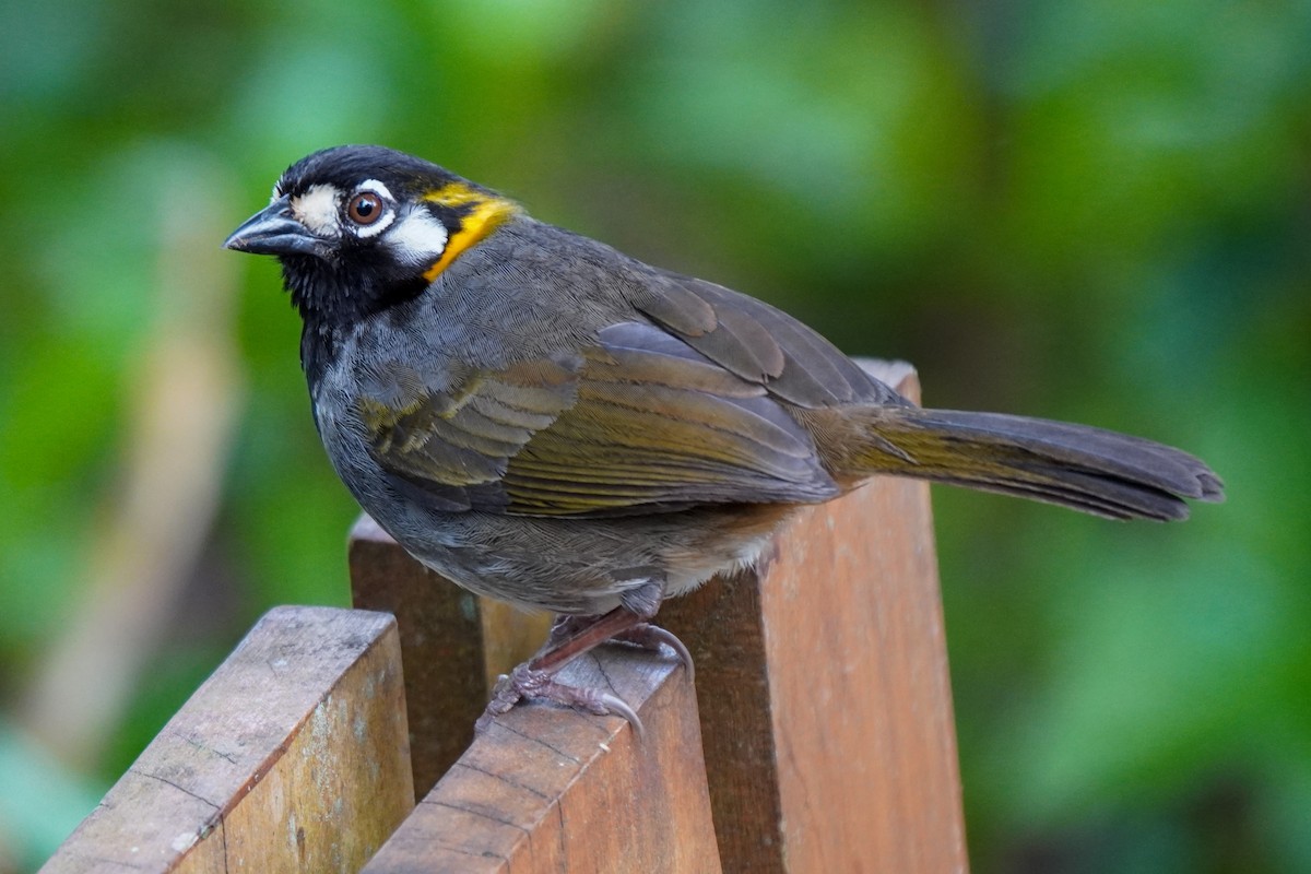 White-eared Ground-Sparrow - Seth Yarkony