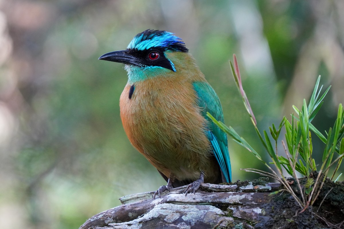 Lesson's Motmot - ML393682761