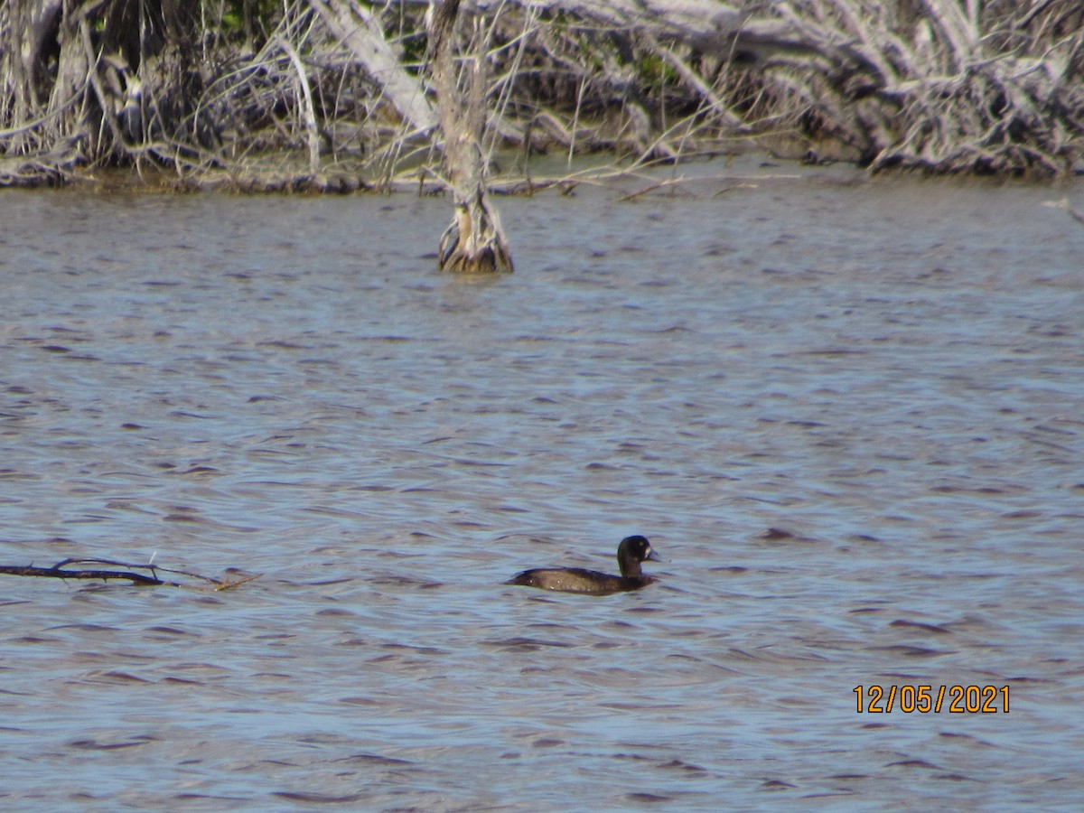 Greater Scaup - Vivian F. Moultrie