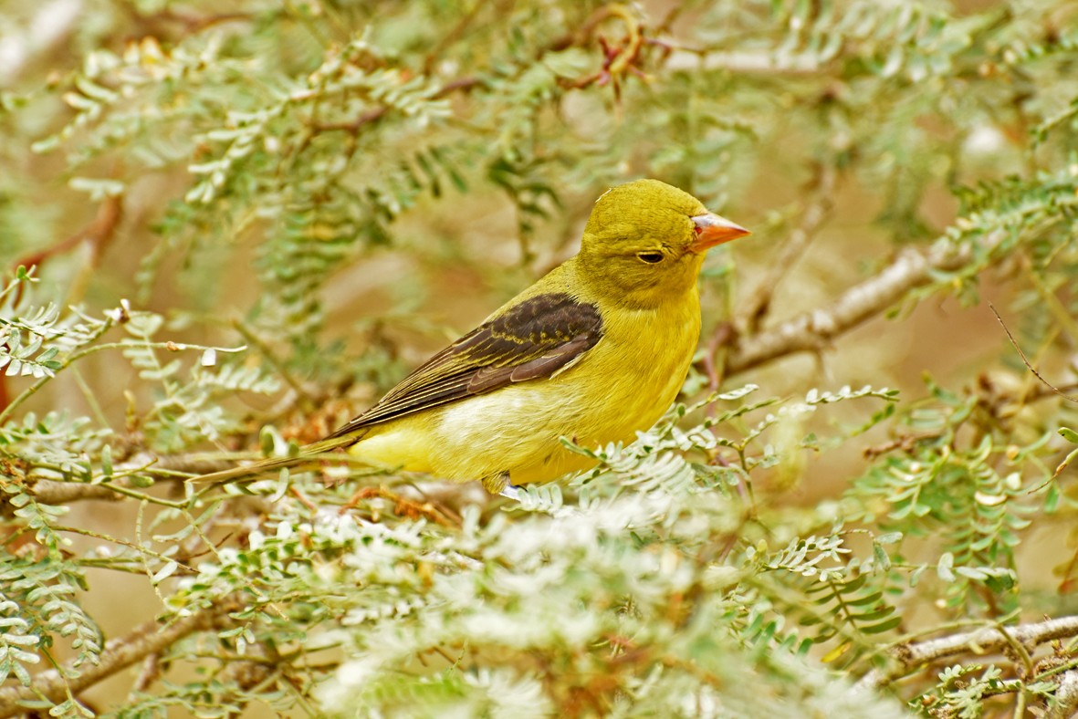 Scarlet Tanager - ML393684001