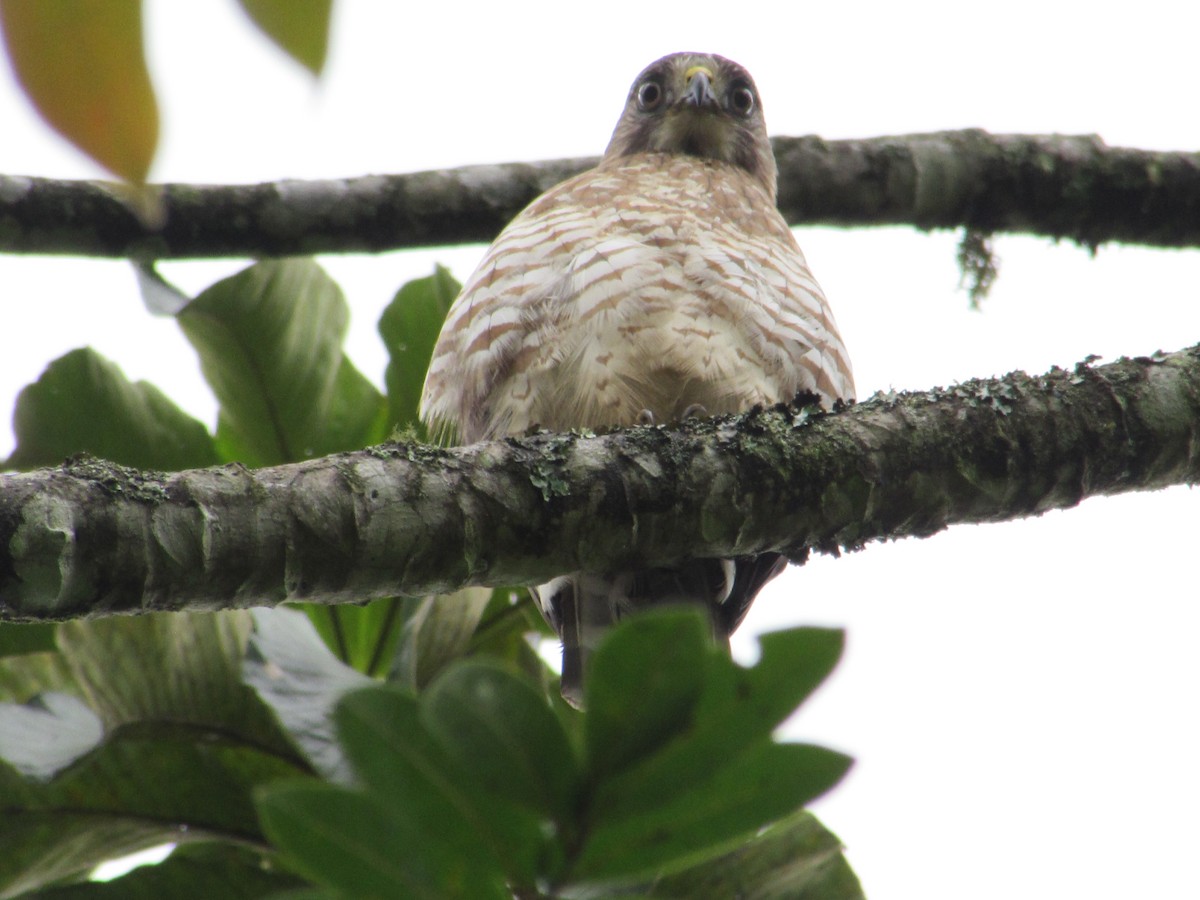 Broad-winged Hawk - ML393684501