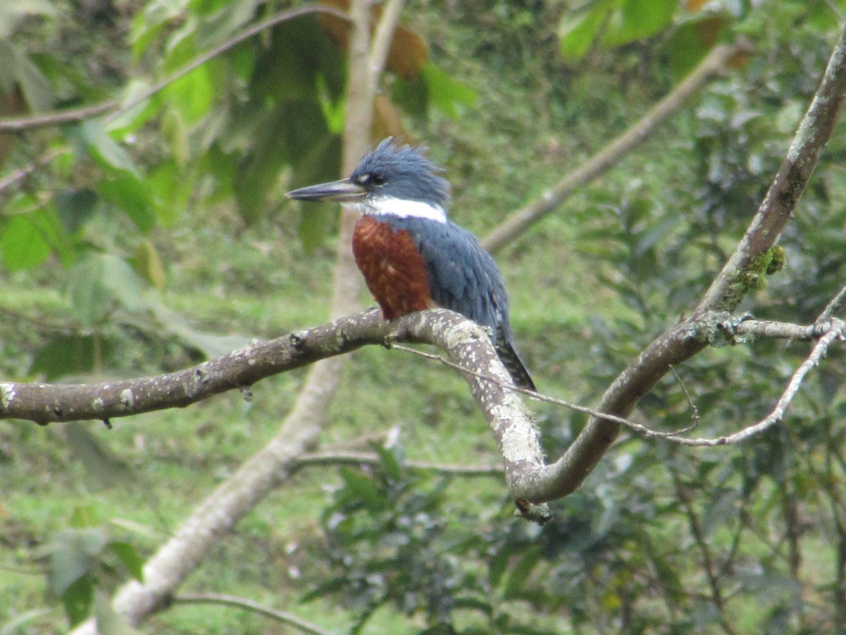 Ringed Kingfisher - ML393684641