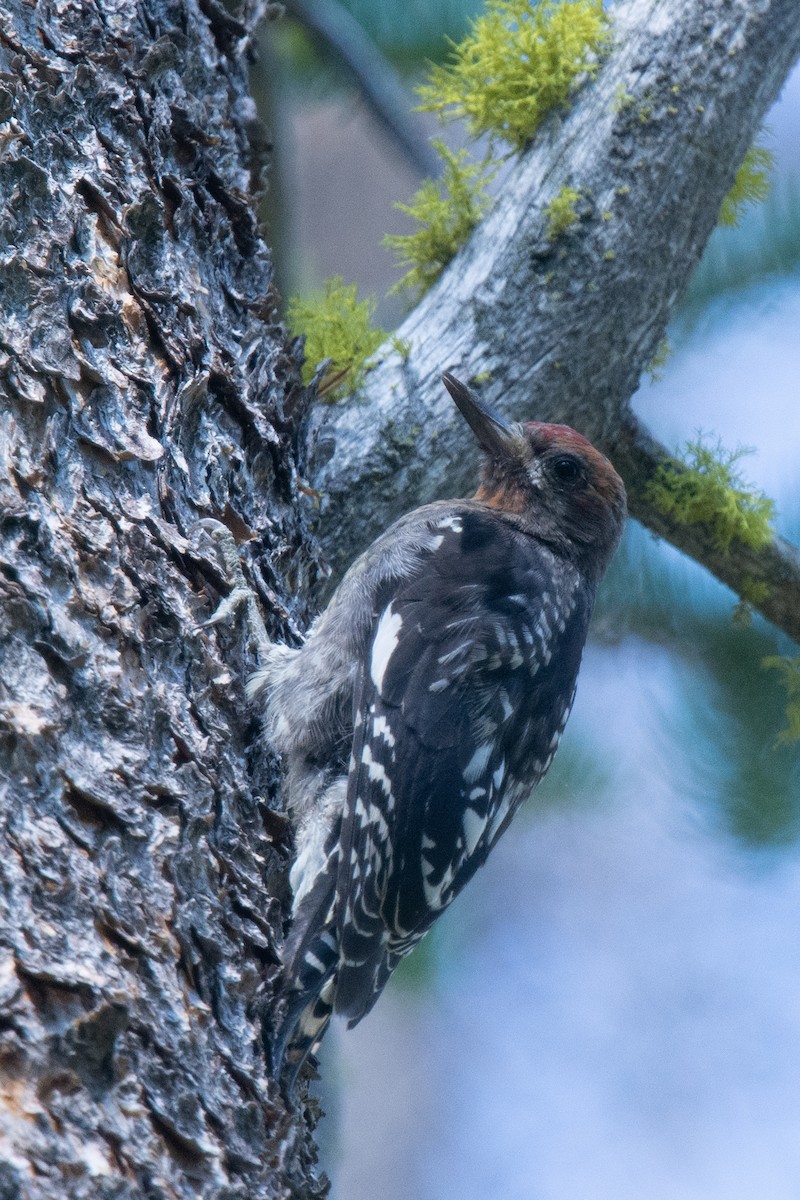 Red-breasted Sapsucker - ML393684721