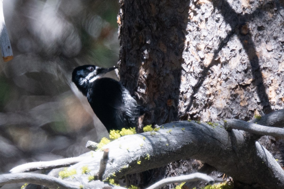 Black-backed Woodpecker - ML393684821