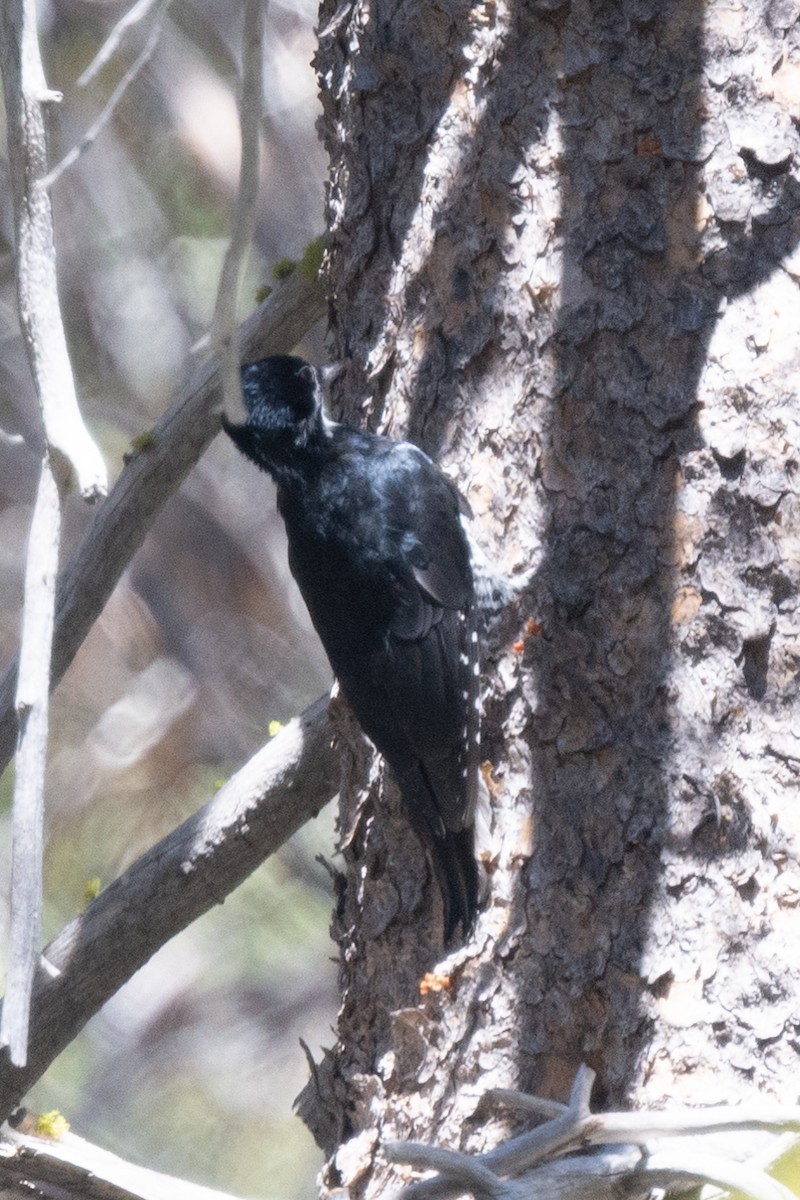 Black-backed Woodpecker - ML393684901