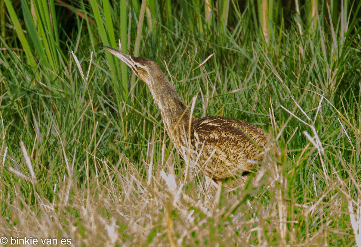 American Bittern - ML393685051