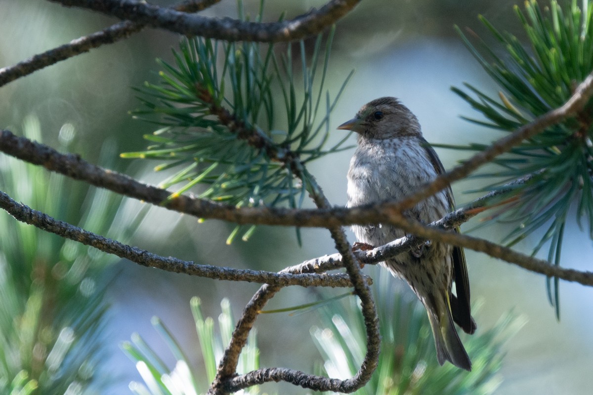 Pine Siskin - ML393685131