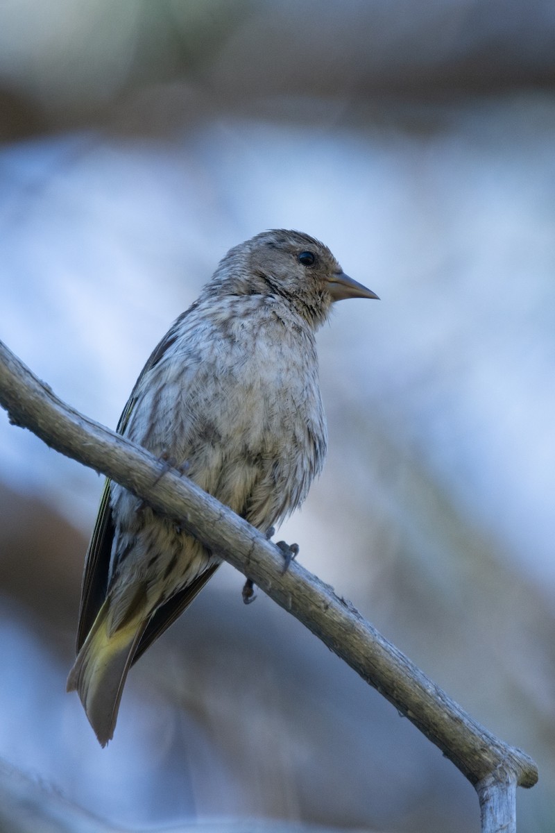 Pine Siskin - ML393685491