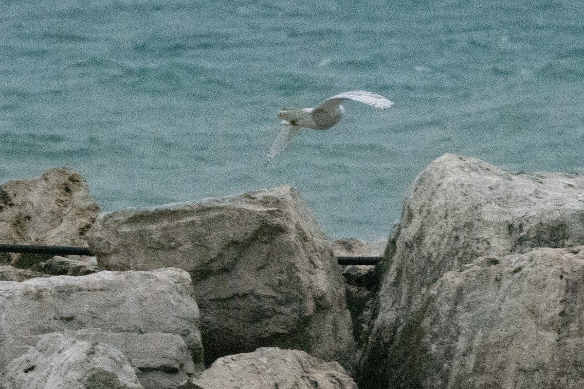 Snowy Owl - ML393686041