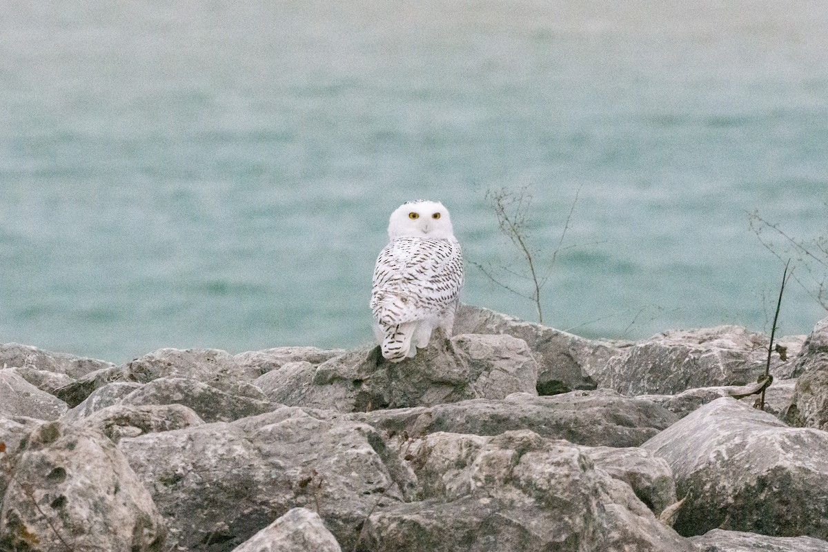 Snowy Owl - ML393686141