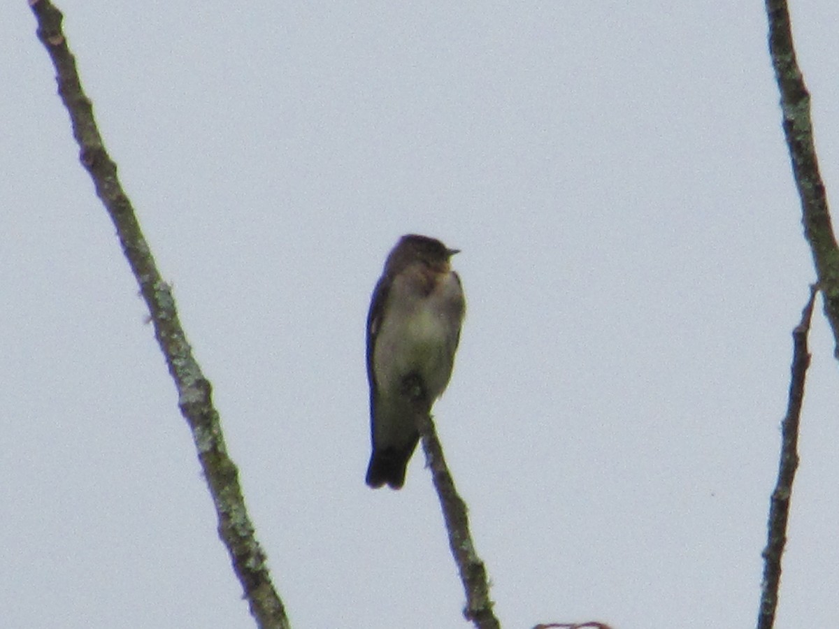 Southern Rough-winged Swallow - ML393686201
