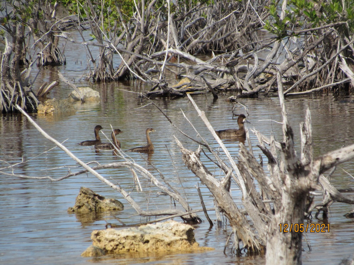 Pied-billed Grebe - Vivian F. Moultrie