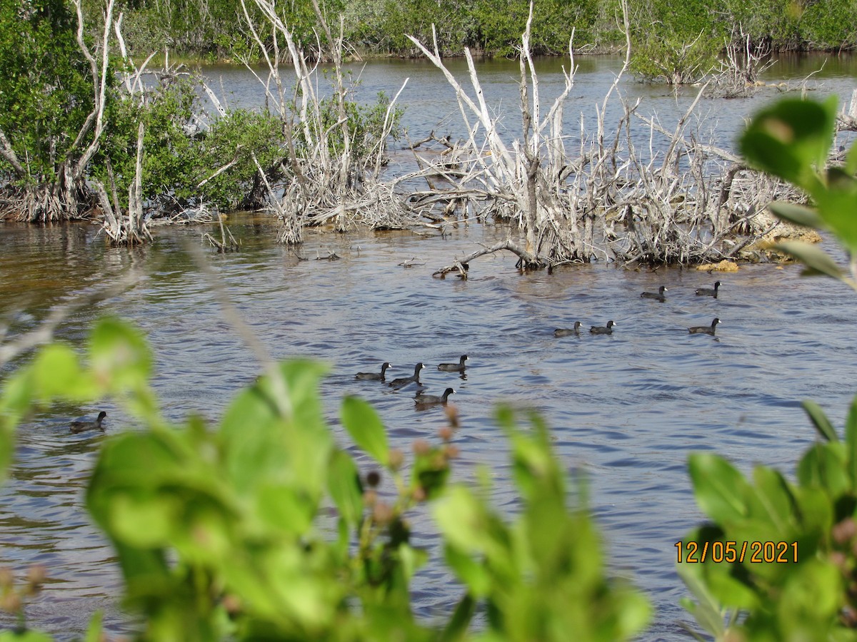 American Coot - ML393686721