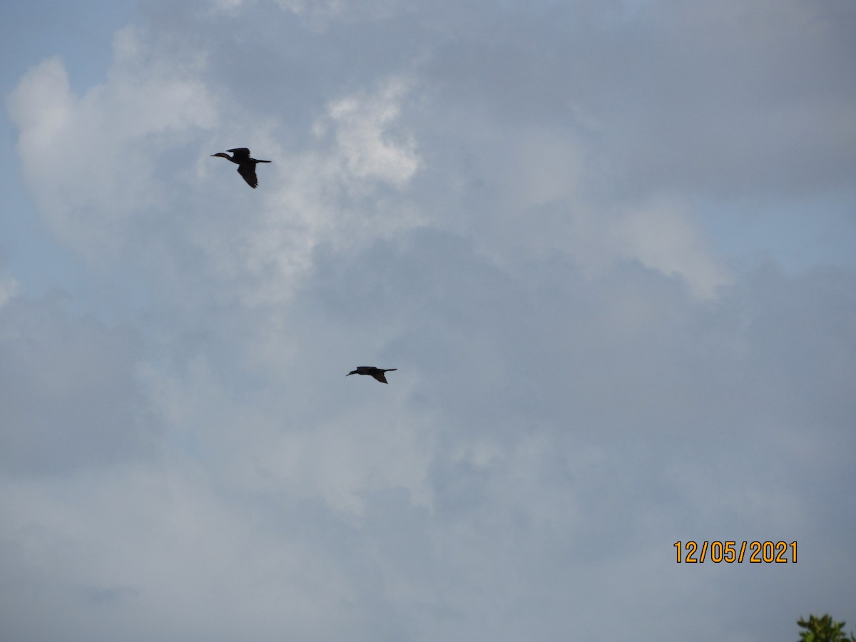 Neotropic Cormorant - Vivian F. Moultrie