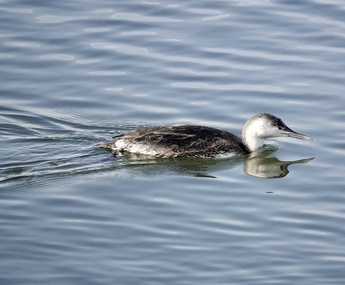 Red-throated Loon - ML393687561