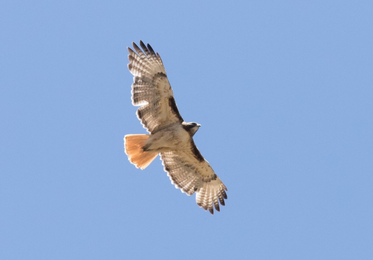 Red-tailed Hawk - ML393688071