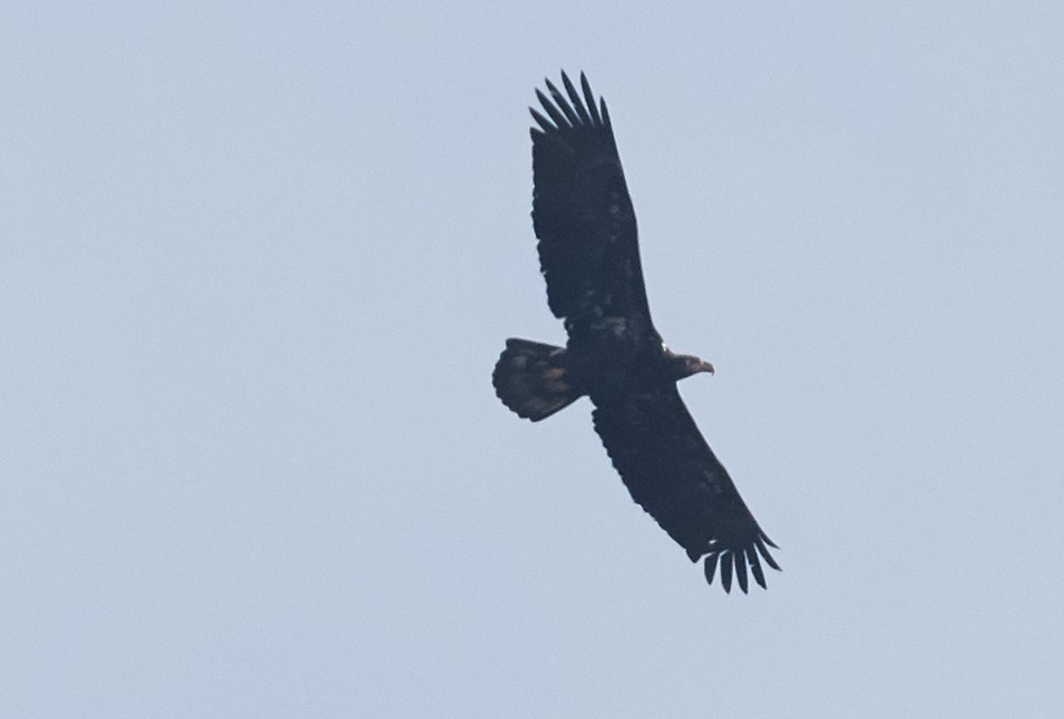 Bald Eagle - Brooke Miller