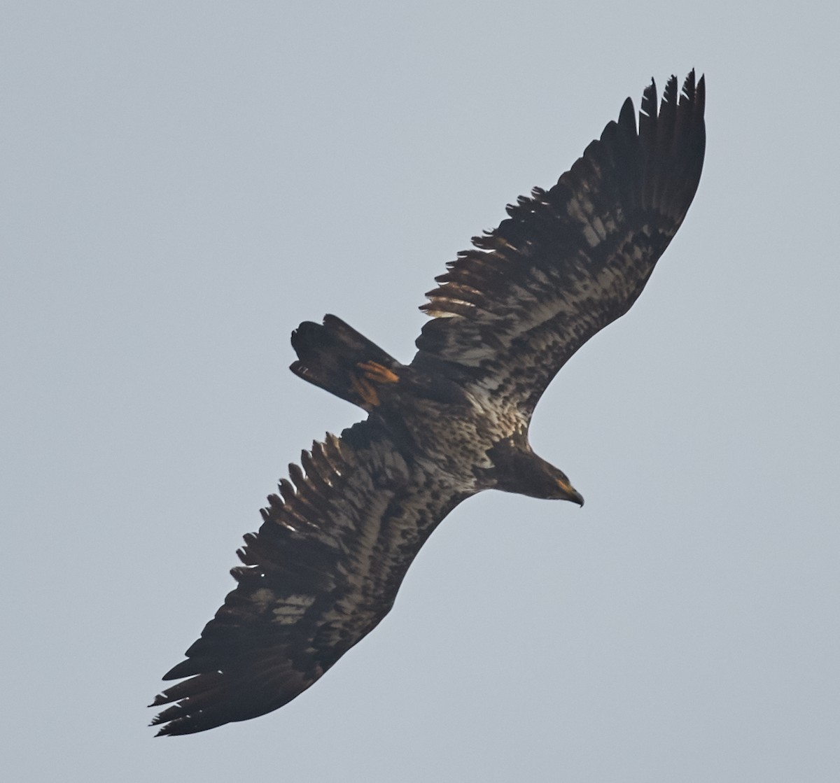 Bald Eagle - Brooke Miller