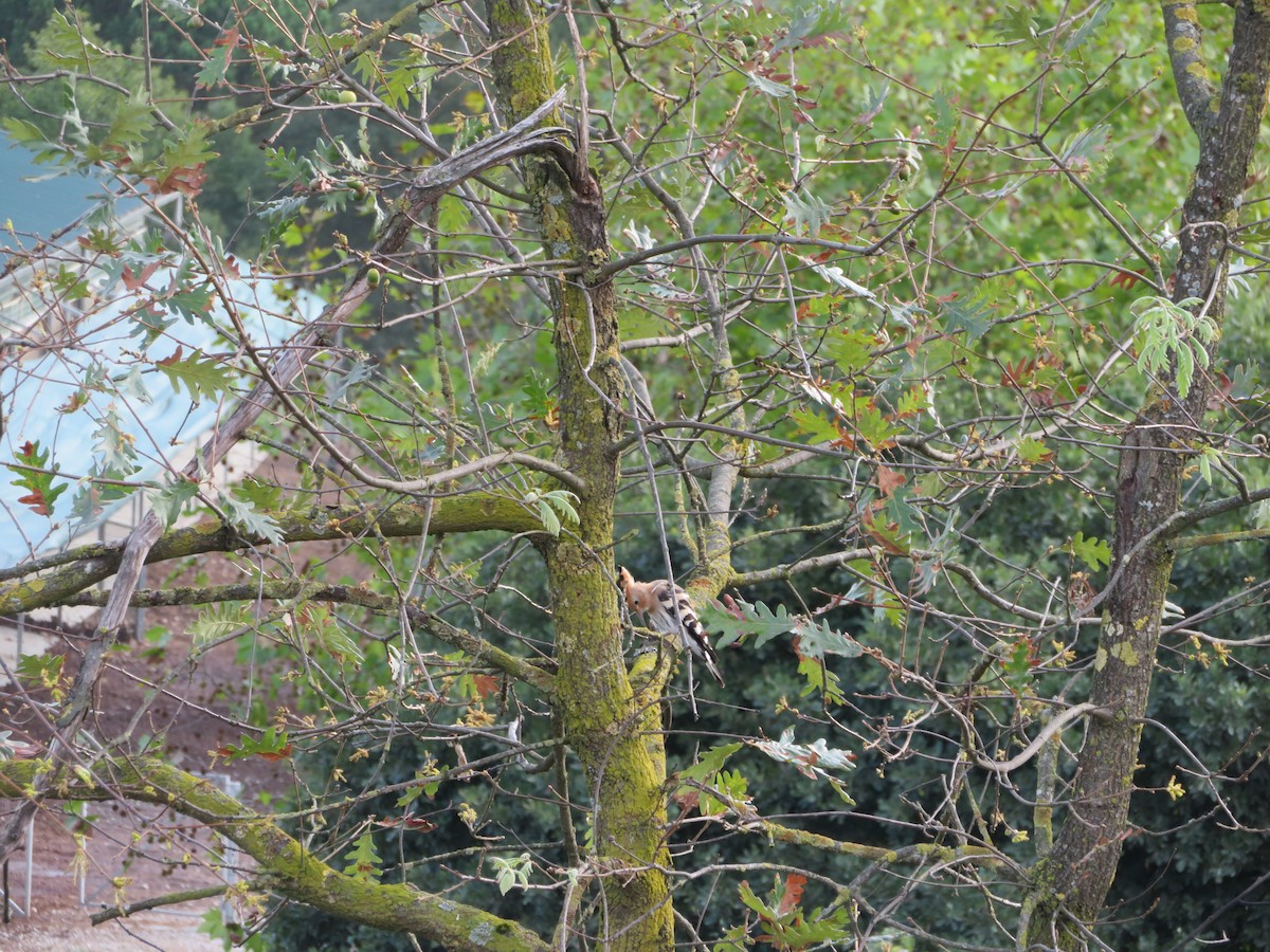 Eurasian Hoopoe - ML393689261