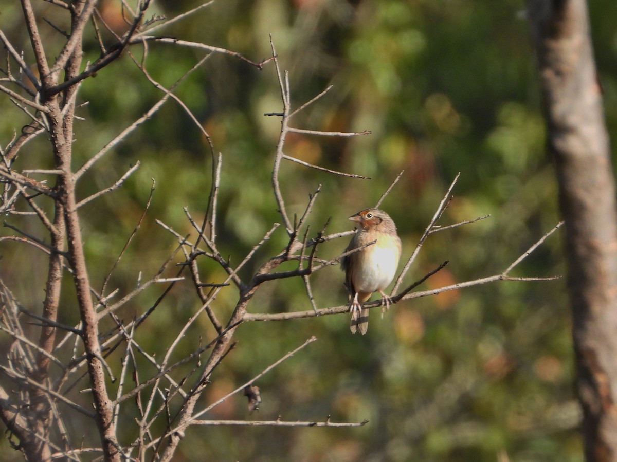 Grasshopper Sparrow - ML393689641