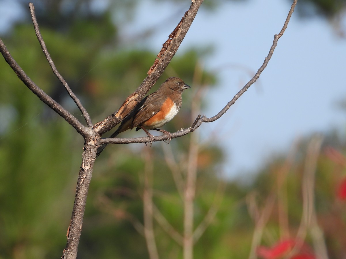 Eastern Towhee - ML393689891