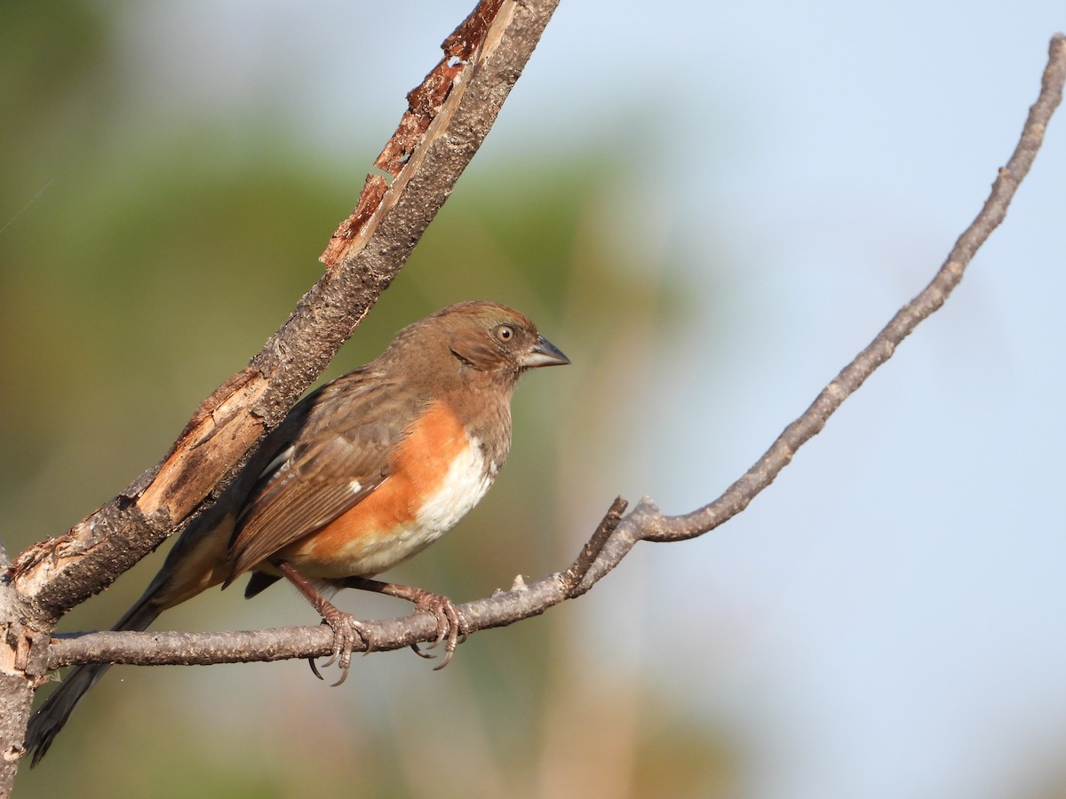 Eastern Towhee - ML393689911