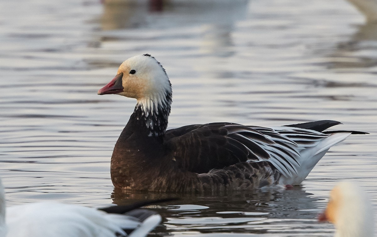 Ross's Goose - Brooke Miller