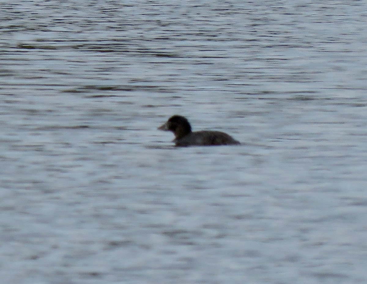 Musk Duck - ML393692521