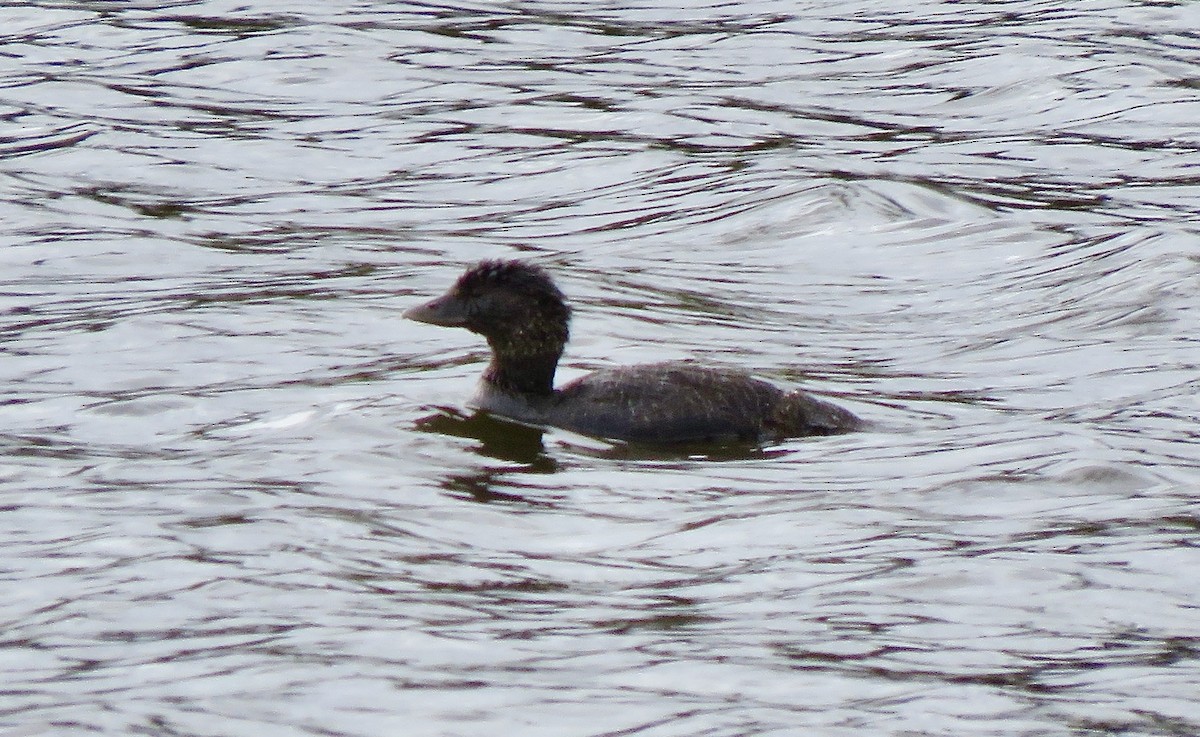 Musk Duck - ML393692611