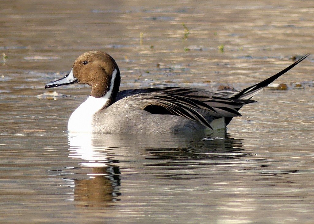 Northern Pintail - ML393693591