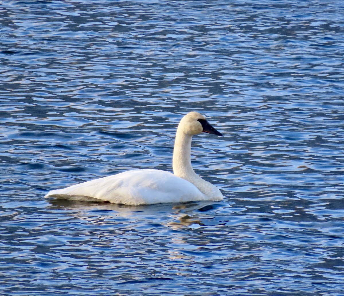 Cisne Trompetero - ML393694621