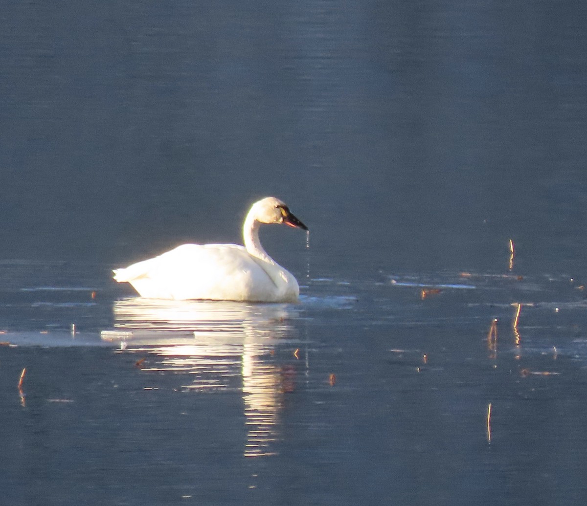 Cisne Chico - ML393694631