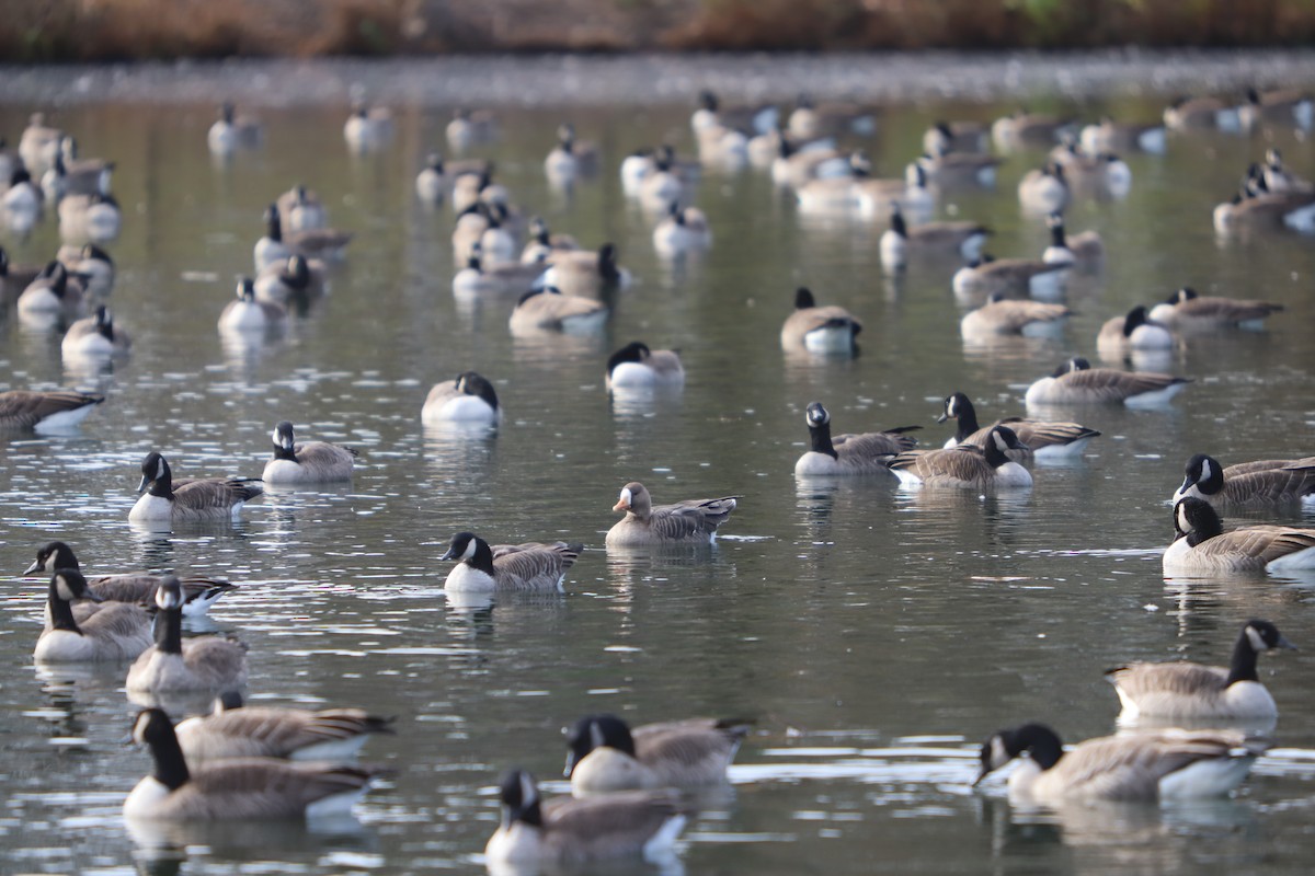 Greater White-fronted Goose (Greenland) - Edward Johnson