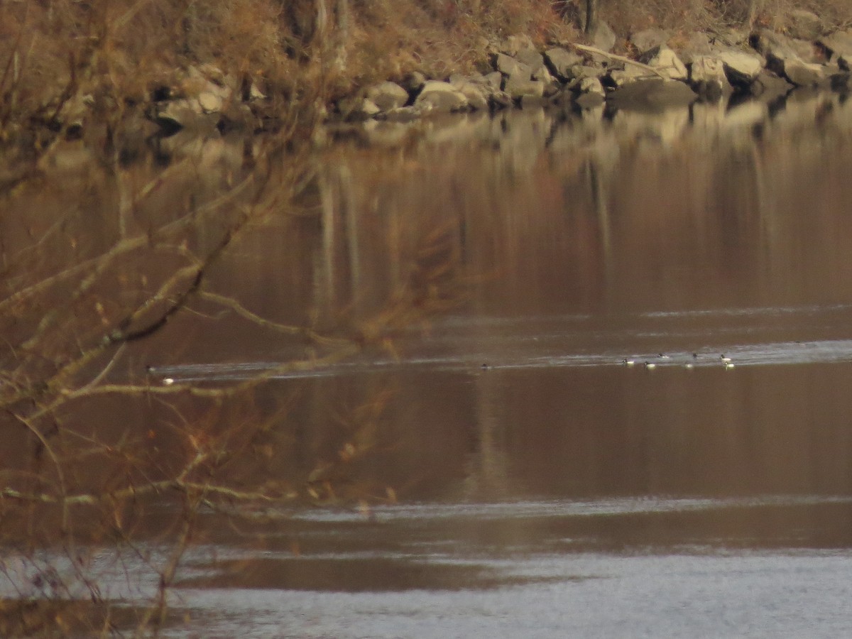 Common Goldeneye - ML393696741