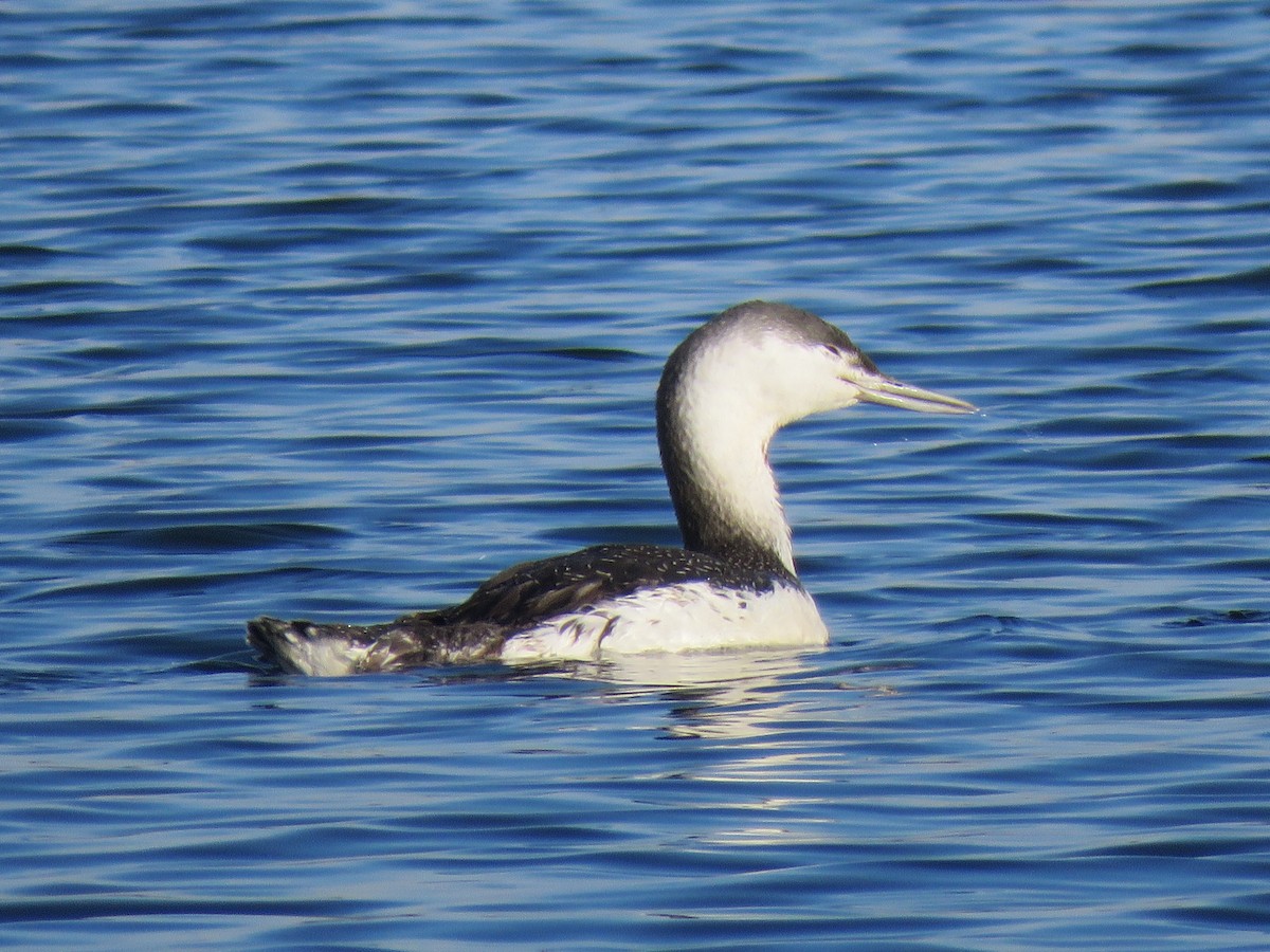 Red-throated Loon - ML393696871