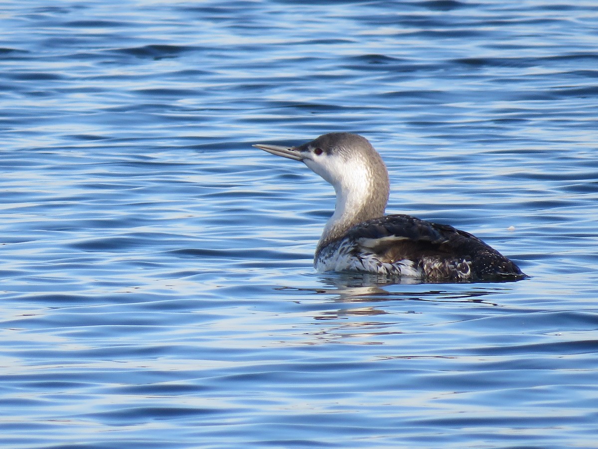 Red-throated Loon - ML393696921