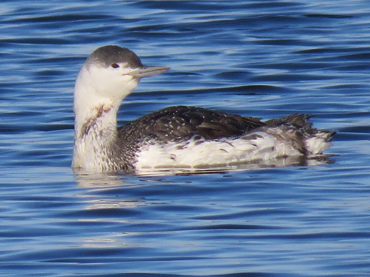 Red-throated Loon - ML393696971