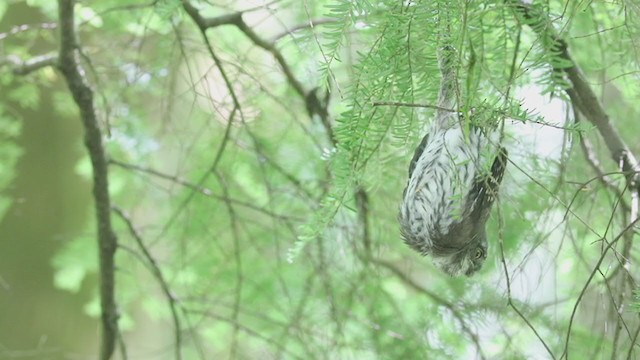 Northern Pygmy-Owl (Pacific) - ML393697301