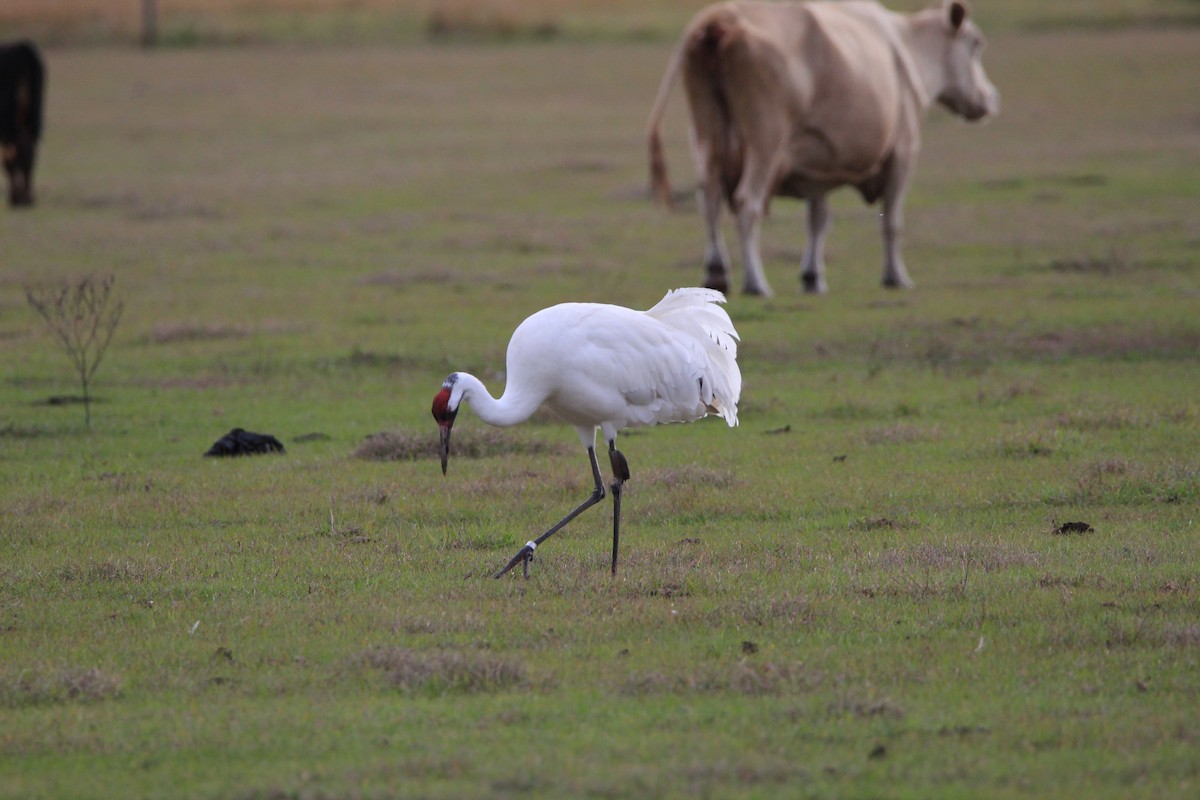 Whooping Crane - Jessica D