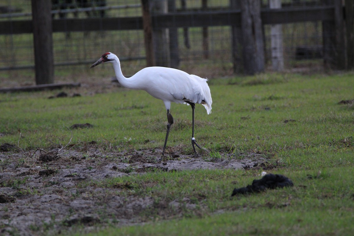 Whooping Crane - Jessica D