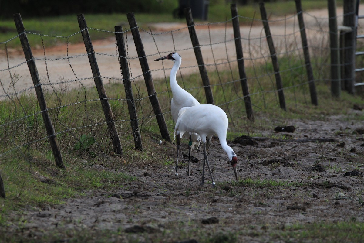 Whooping Crane - Jessica D