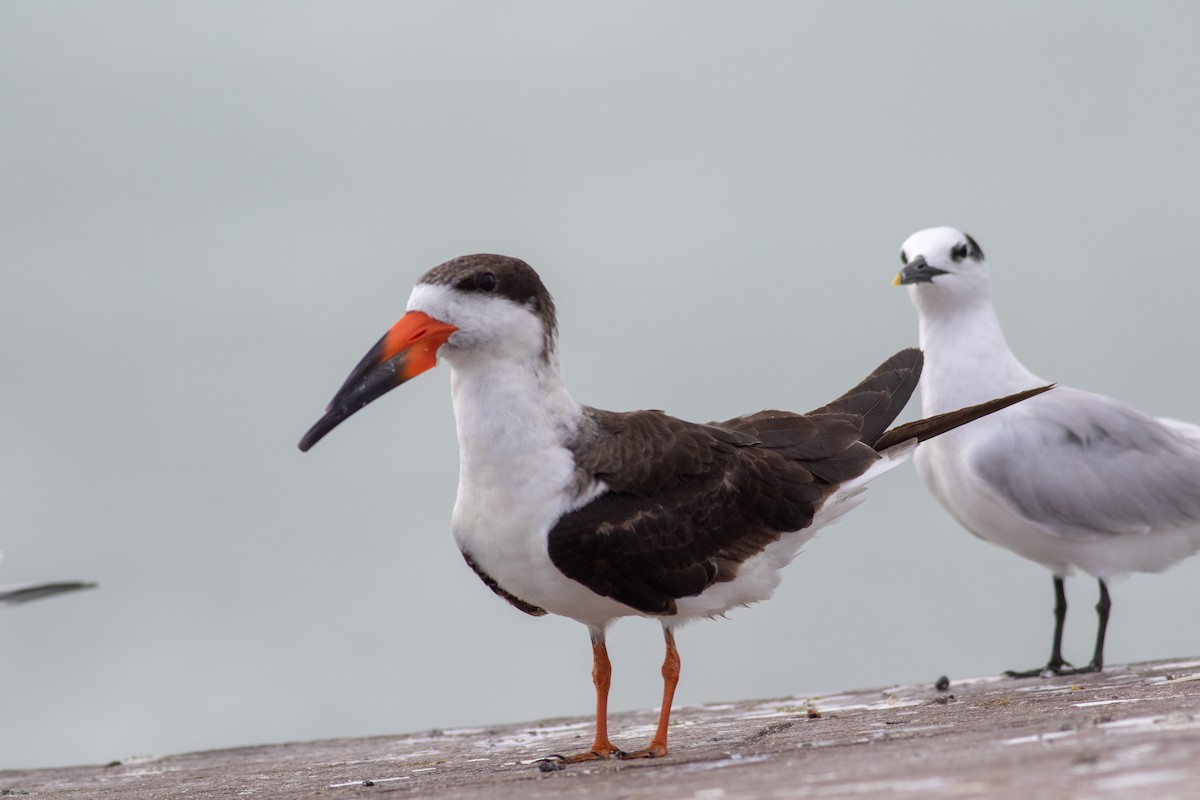 Black Skimmer - ML393698971