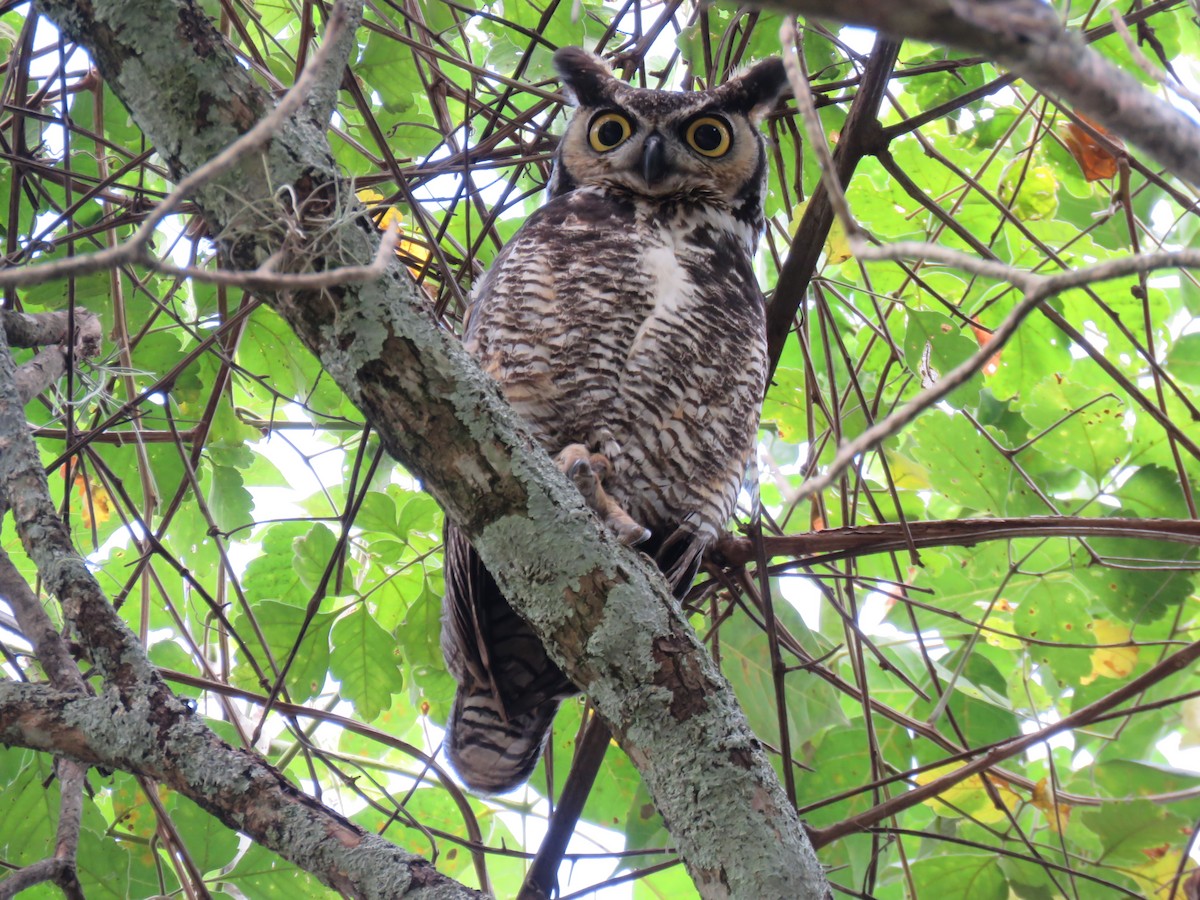 Great Horned Owl - ML393699131