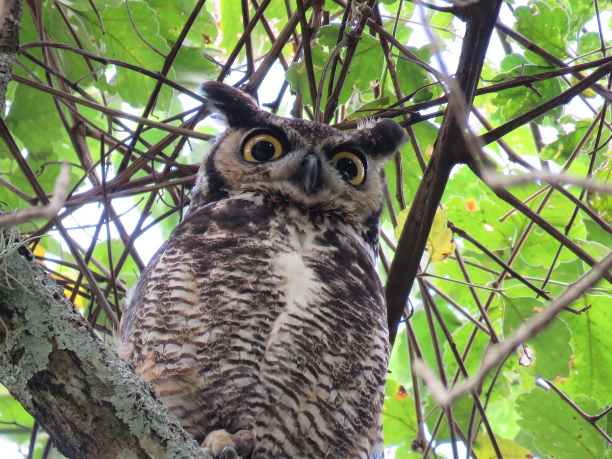 Great Horned Owl - ML393699151
