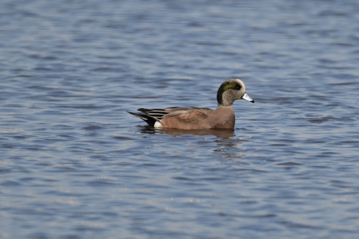 American Wigeon - Stephen Bogush